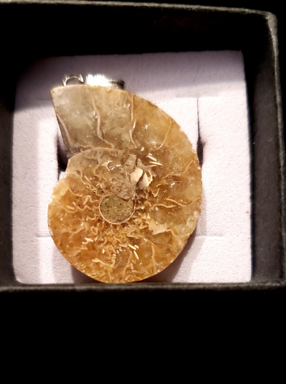 NEW Ammonite Pendant W/Bale, Fossilized & Polished, About 1"